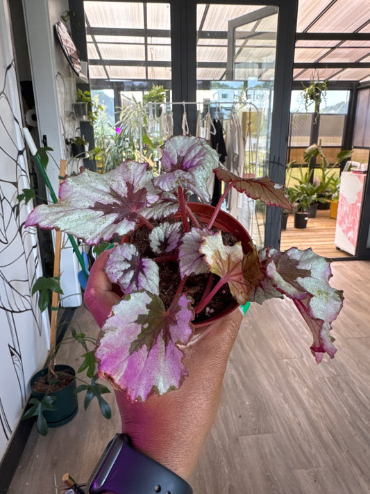 Begonia Kotobuki