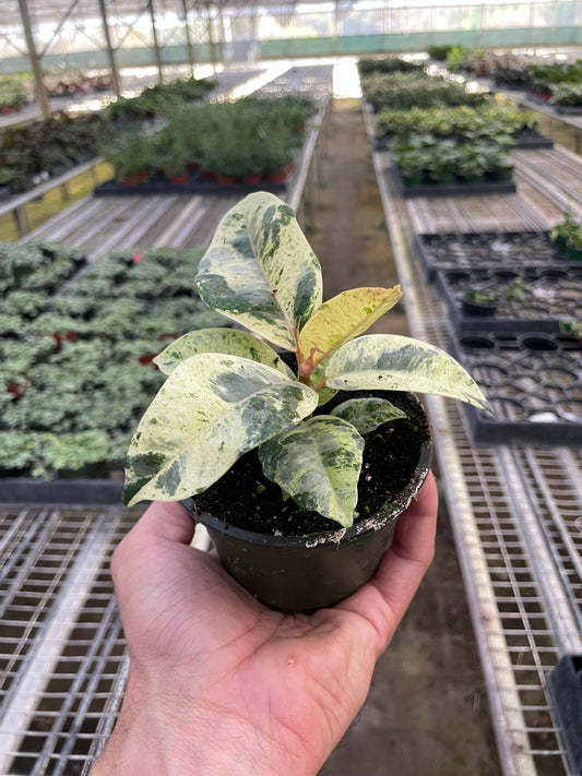 Ficus ‘Shivereana’ (Moonshine) 4-inch