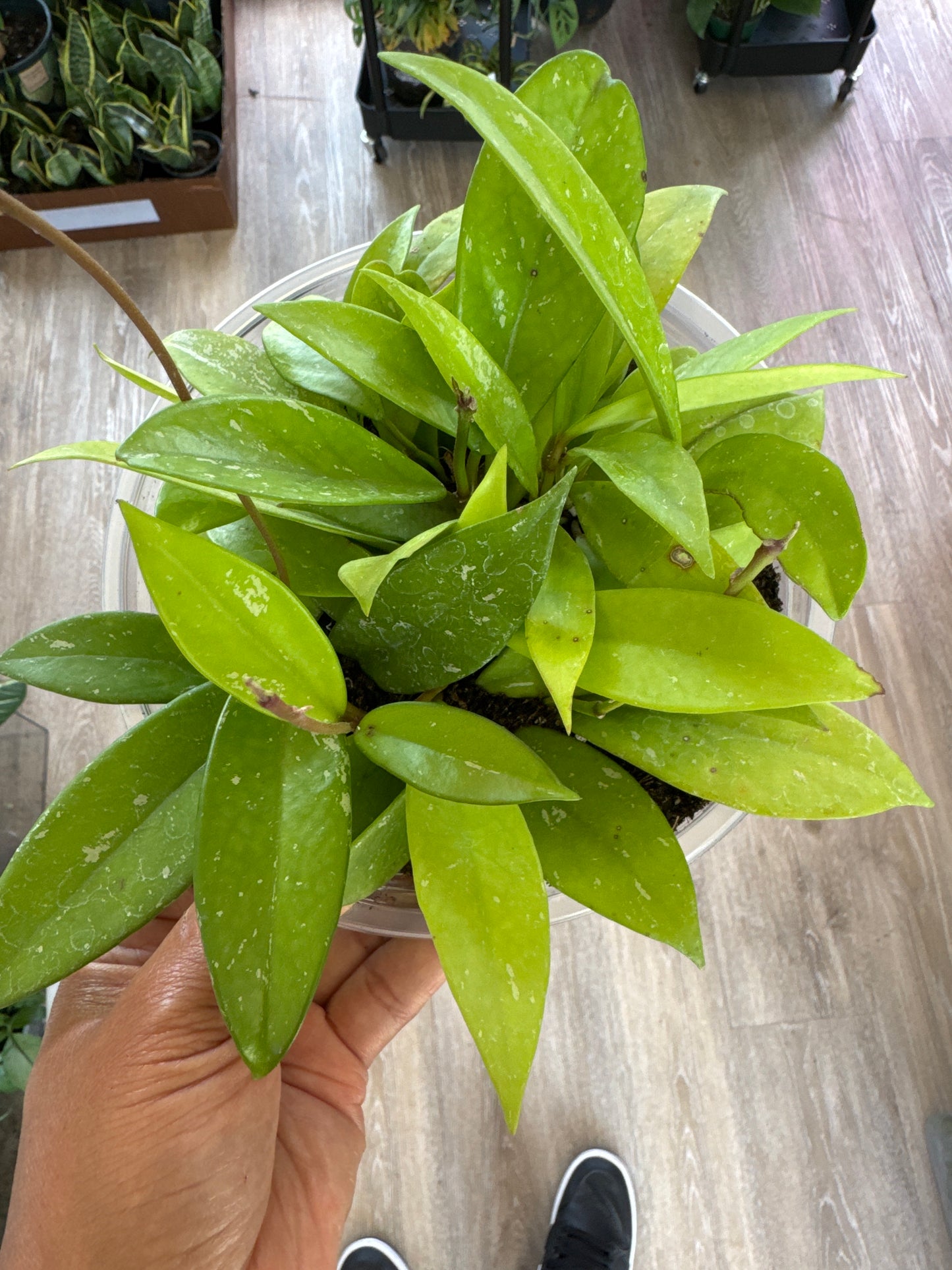 Hoya Publicalyx Splash