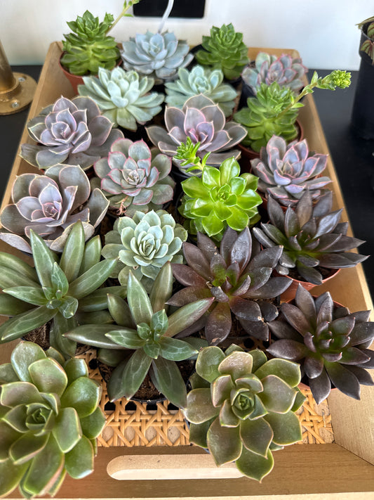Succulent - assorted
