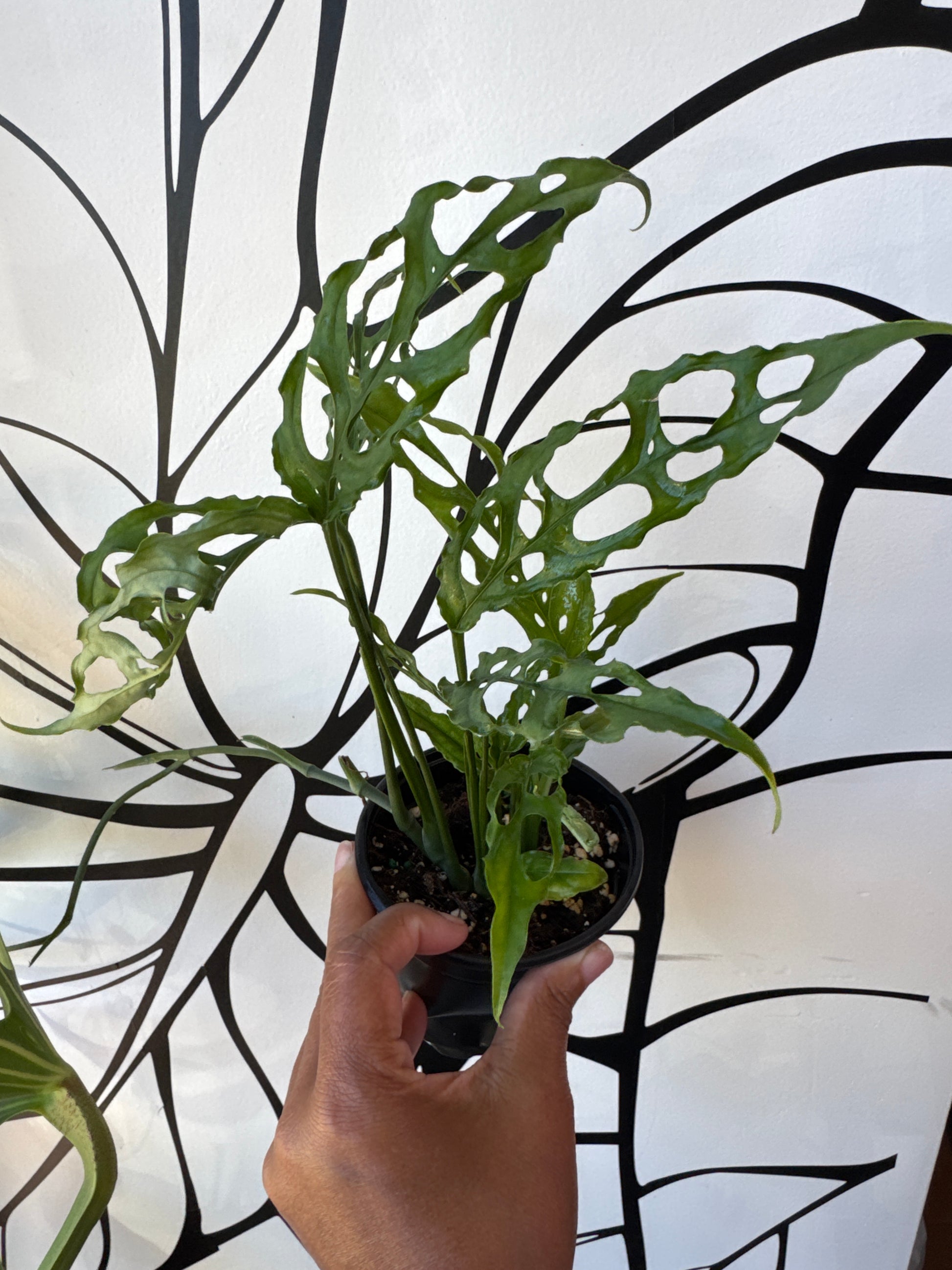 monstera adansonii obliqua peru Monstera Obliqua Peru 4"