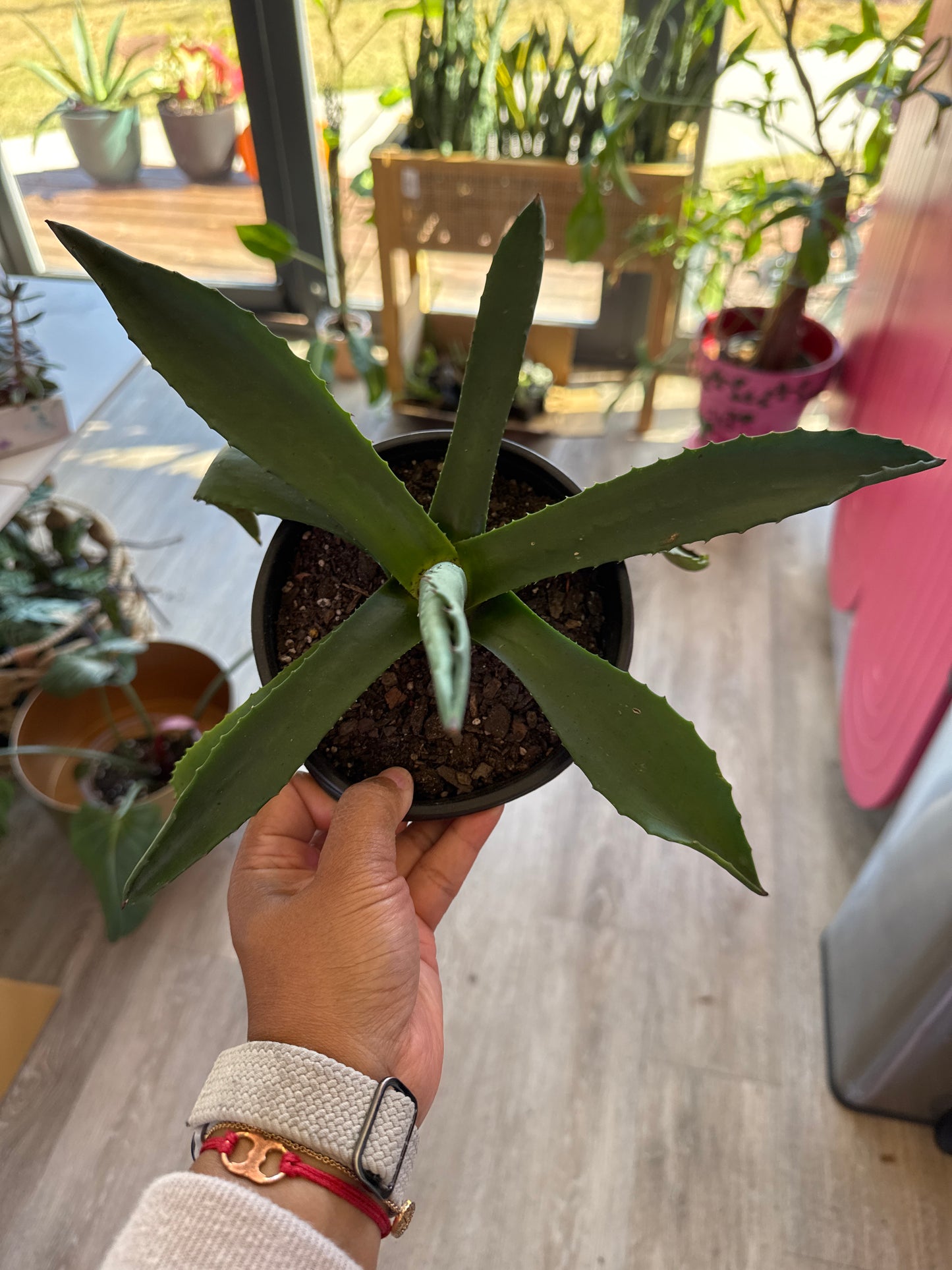 Century Plant - Agave Americana