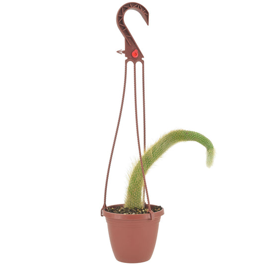 Cactus Monkey Tail 4 inch Plastic Hanging Basket