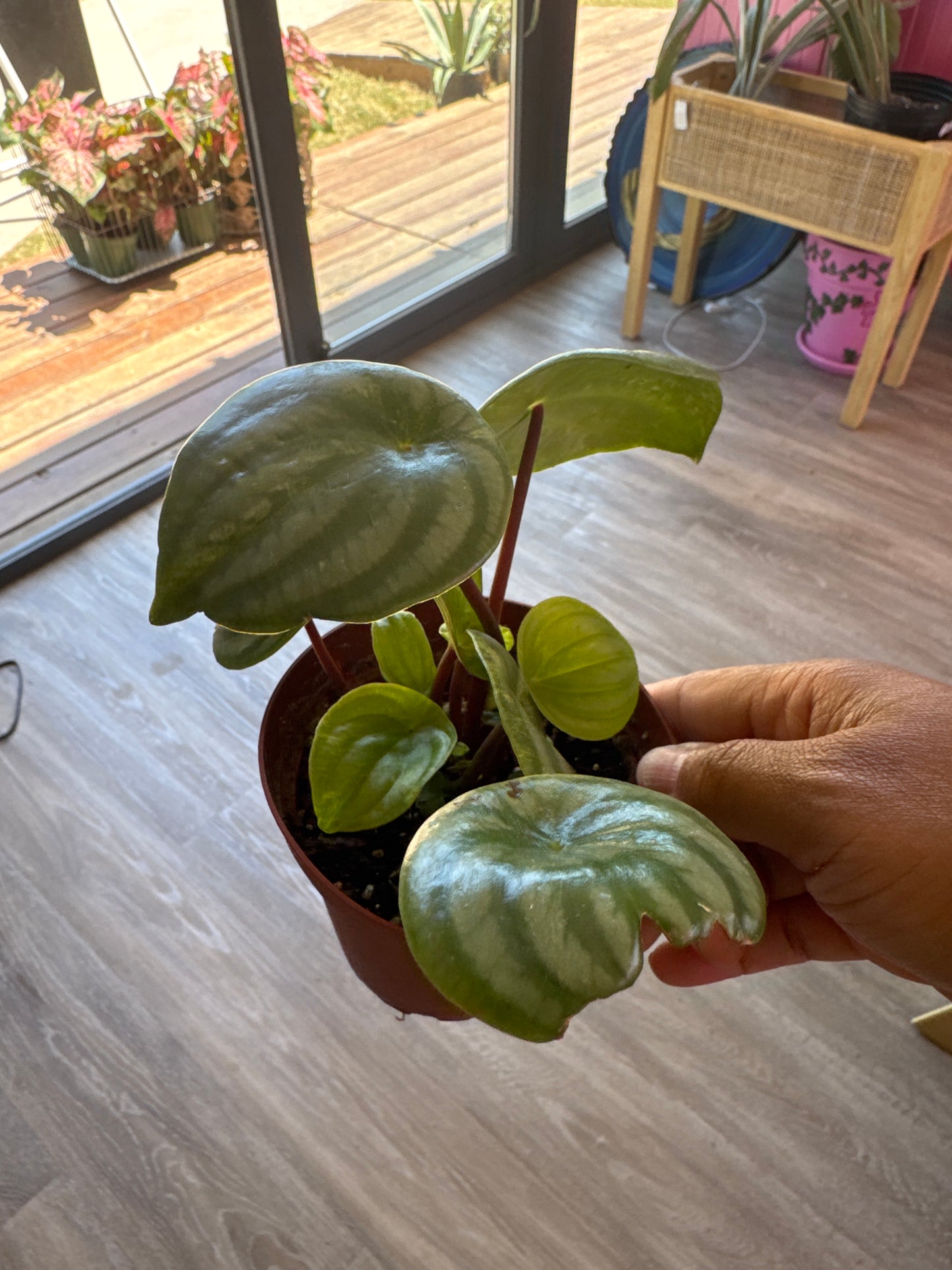 Watermelon Peperomia