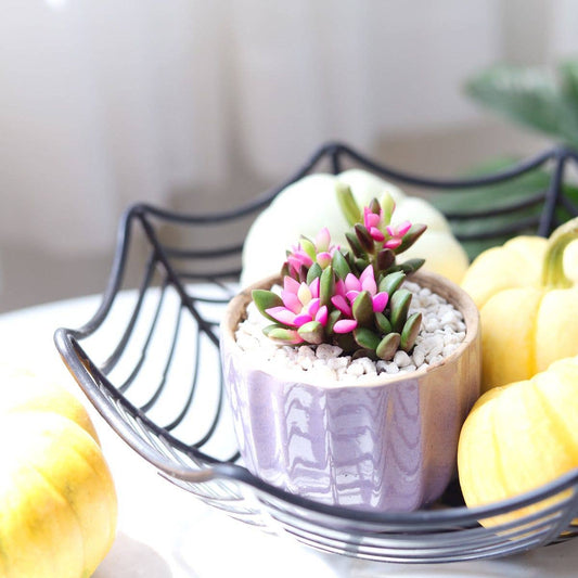 Anacampseros telephiastrum f. variegatum 'Sunrise' 2/4 in