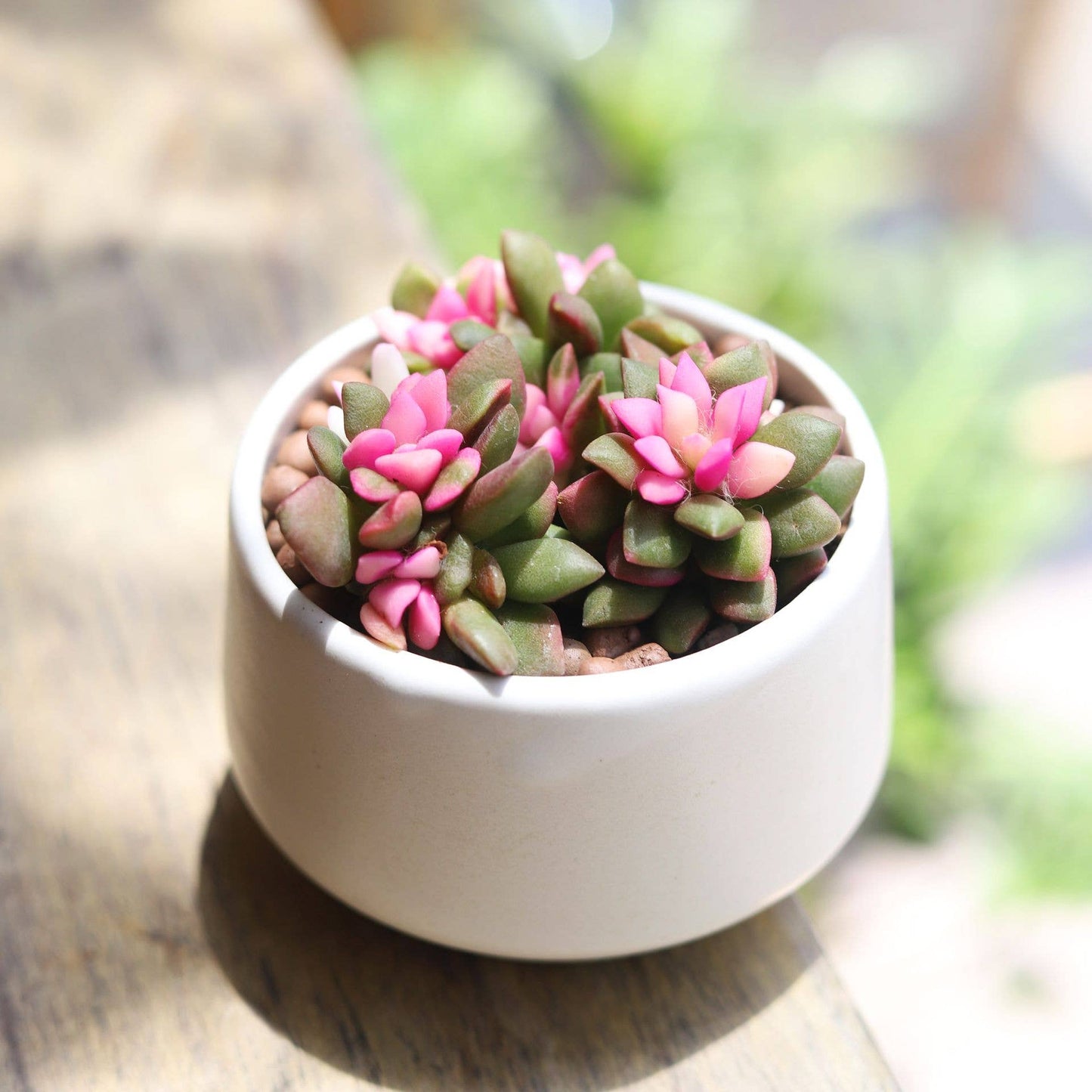 Anacampseros telephiastrum f. variegatum 'Sunrise' 2/4 in