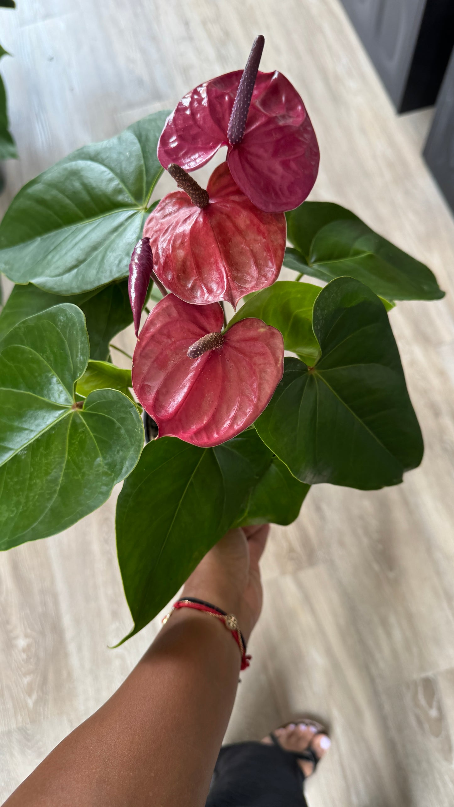 Anthurium