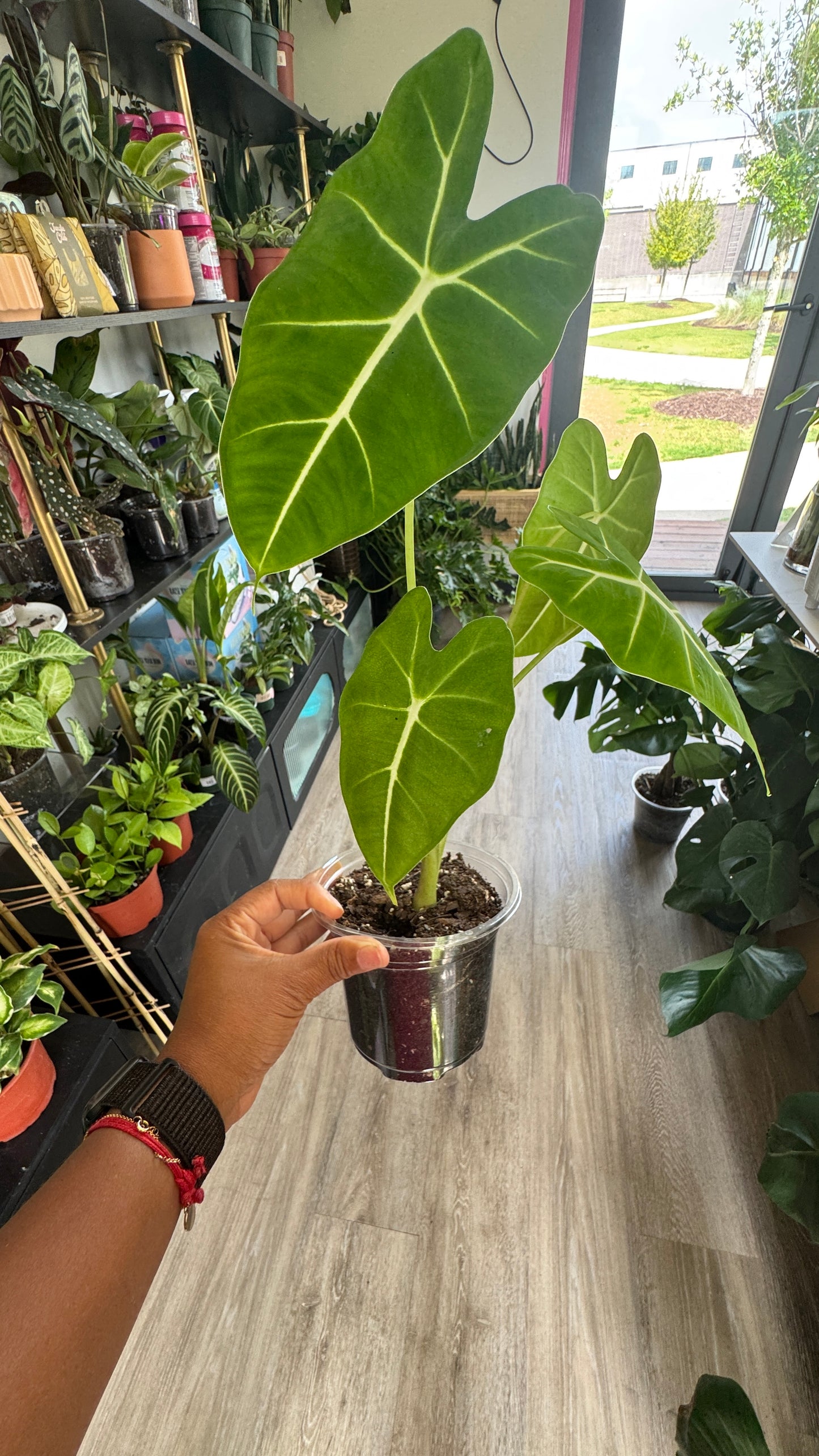 Alocasia Frydek
