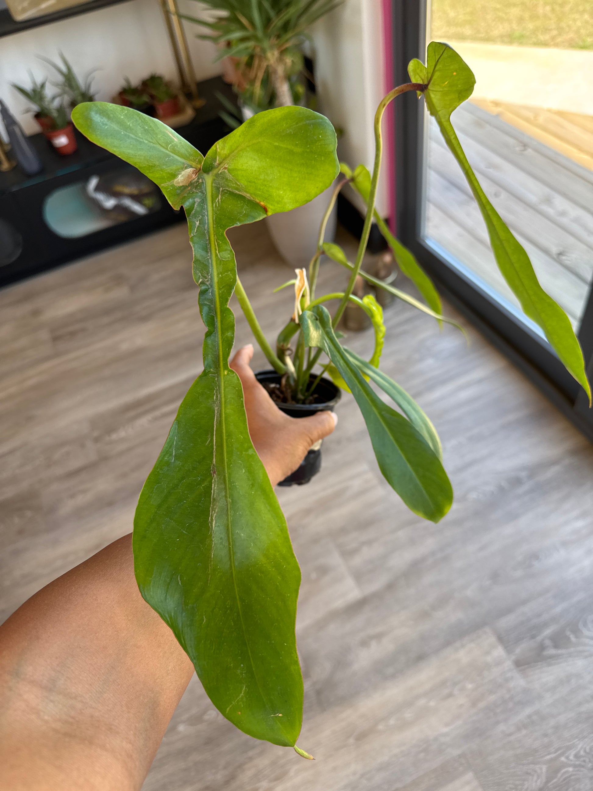 joepii philodendron Philodendron Joepii – PinkPothos