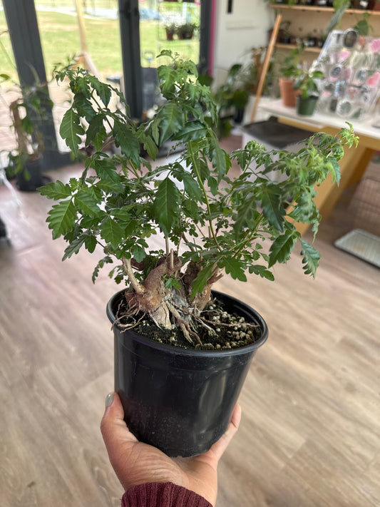 Vitex Negundo Bonsai