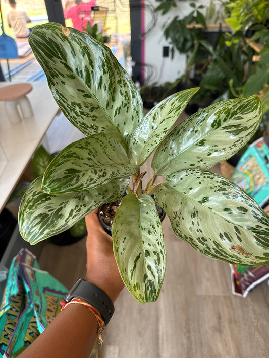 Aglaonema Indian Queen