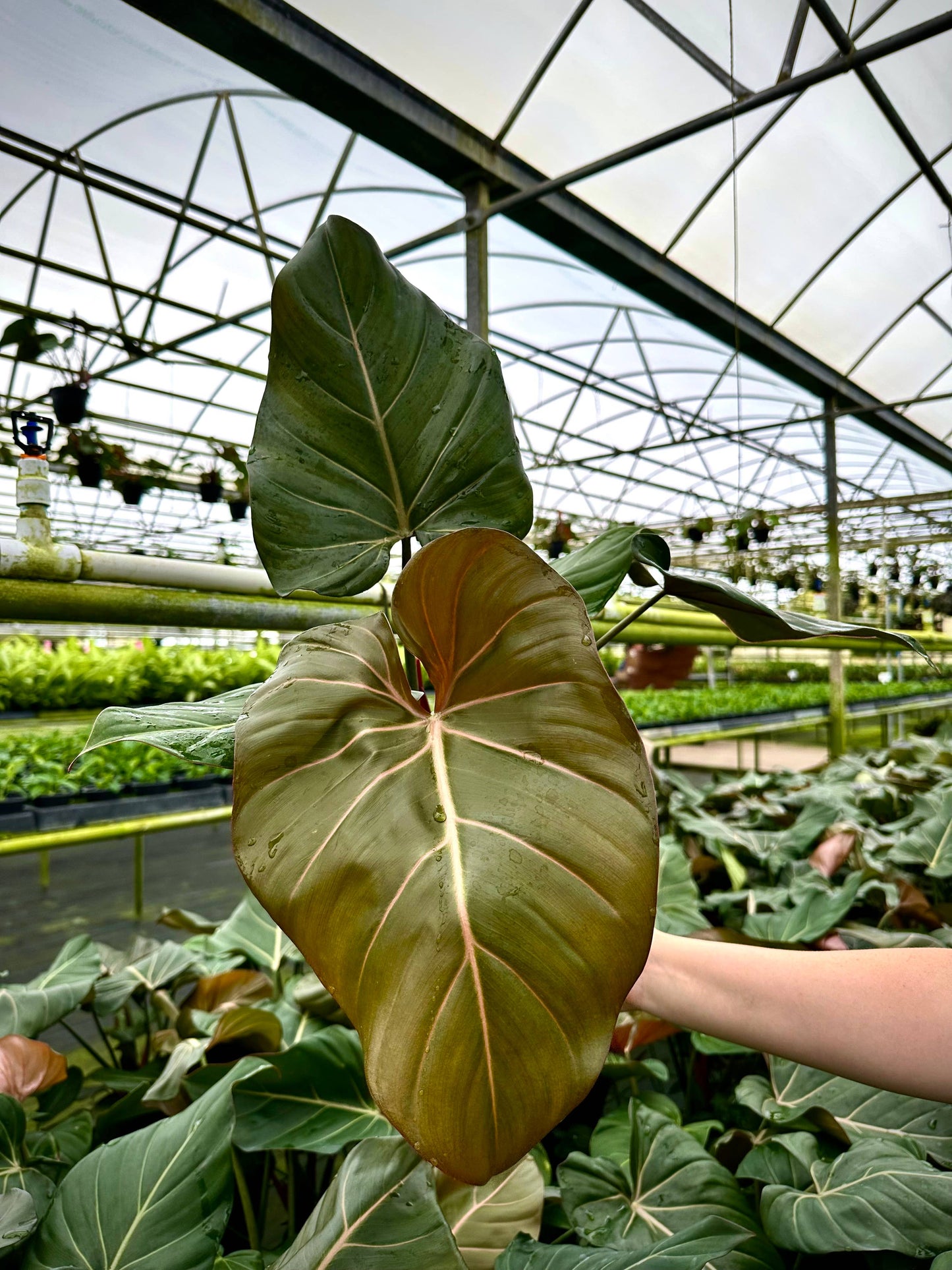 6" - Philodendron Summer Glory