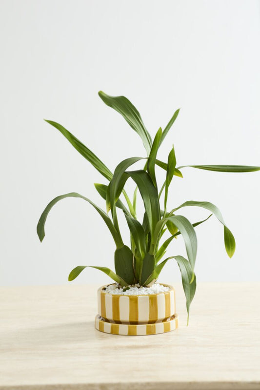 Saffron Pot with Saucer