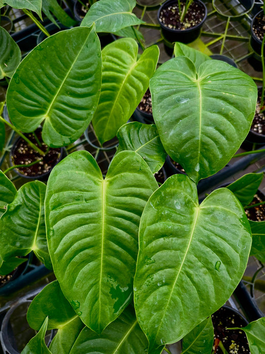 4" Anthurium Veitchii - King Veitchii