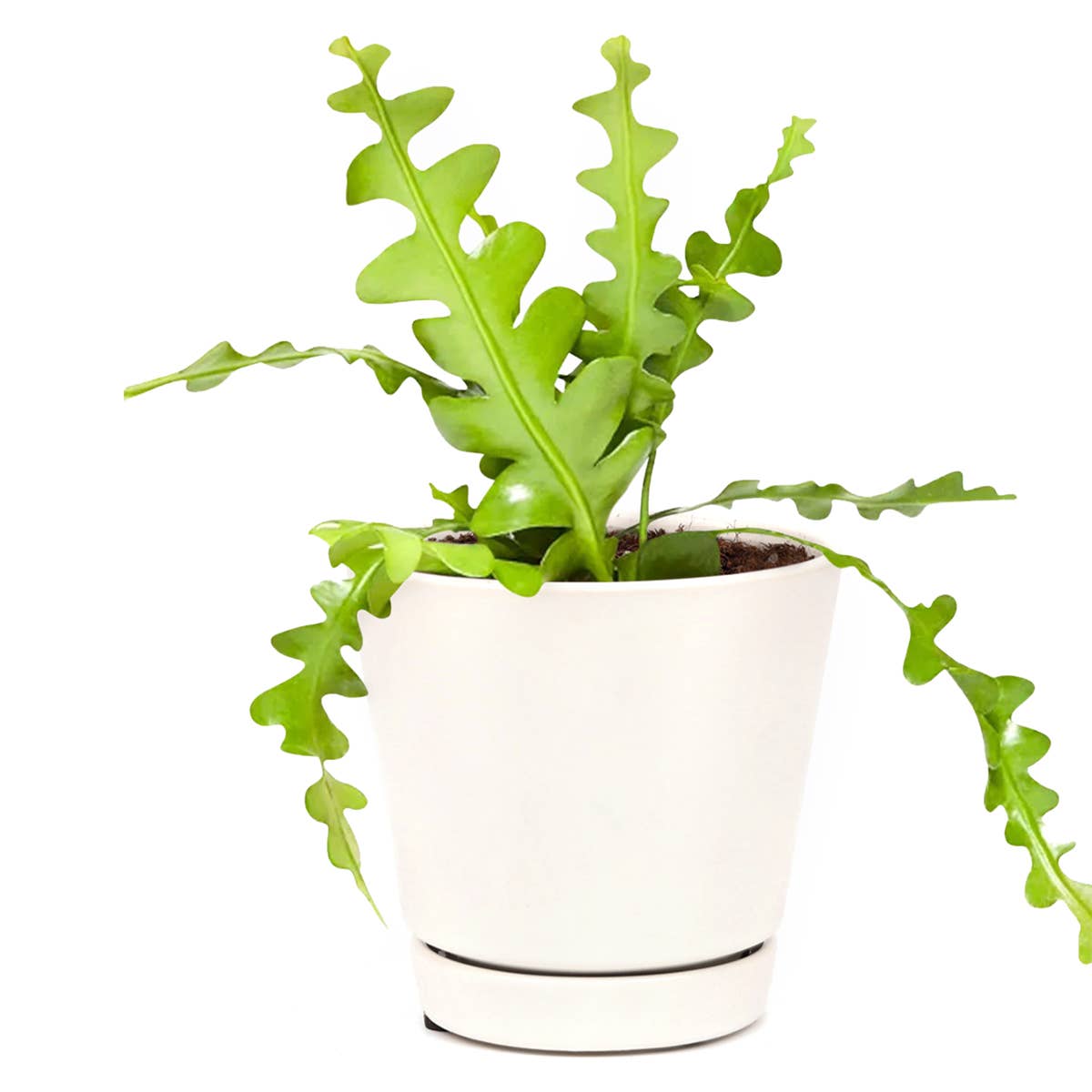 Epiphyllum Fishbone Cactus - Ric Rac Cactus -  2/4/6 inch