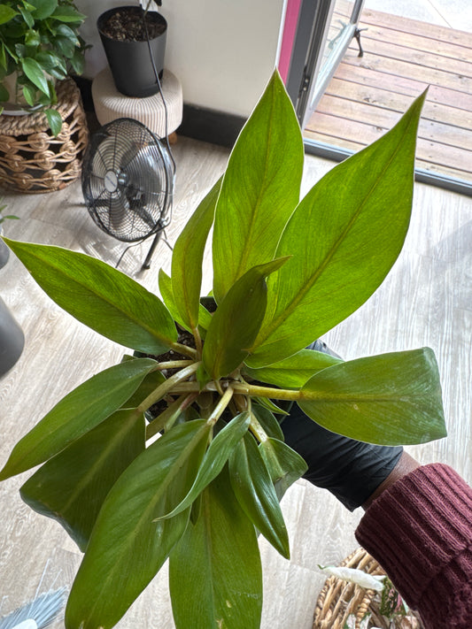 Philodendron ￼ Melinonii