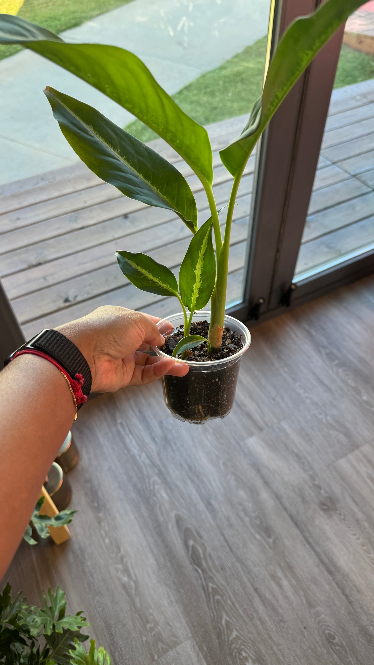 Dieffenbachia Panther