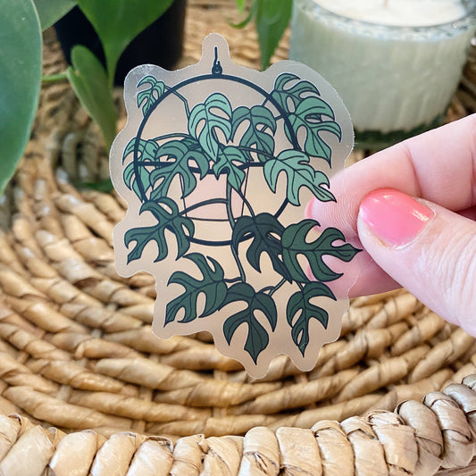 Hanging Monstera (Rhaphidophora Tetrasperma) CLEAR Sticker