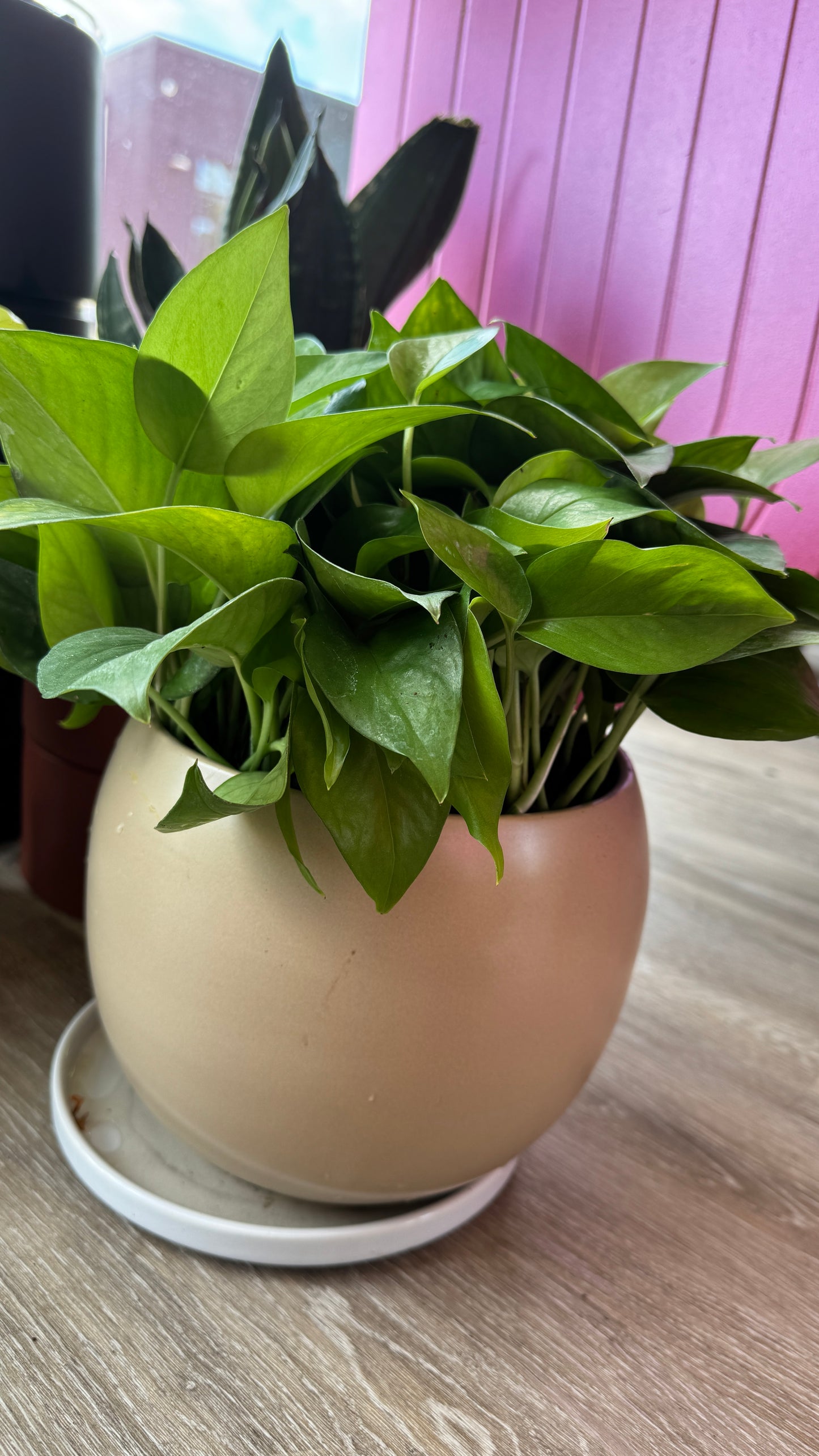 Pothos Jade