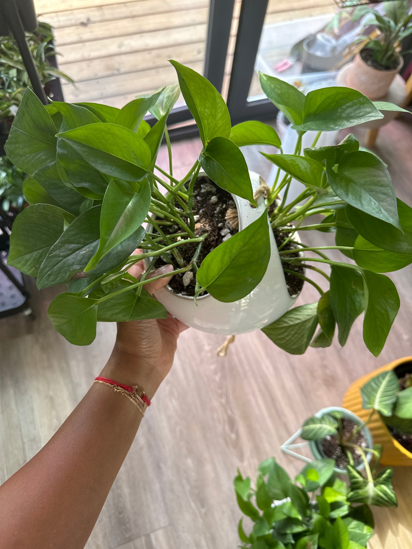 Pothos Jade