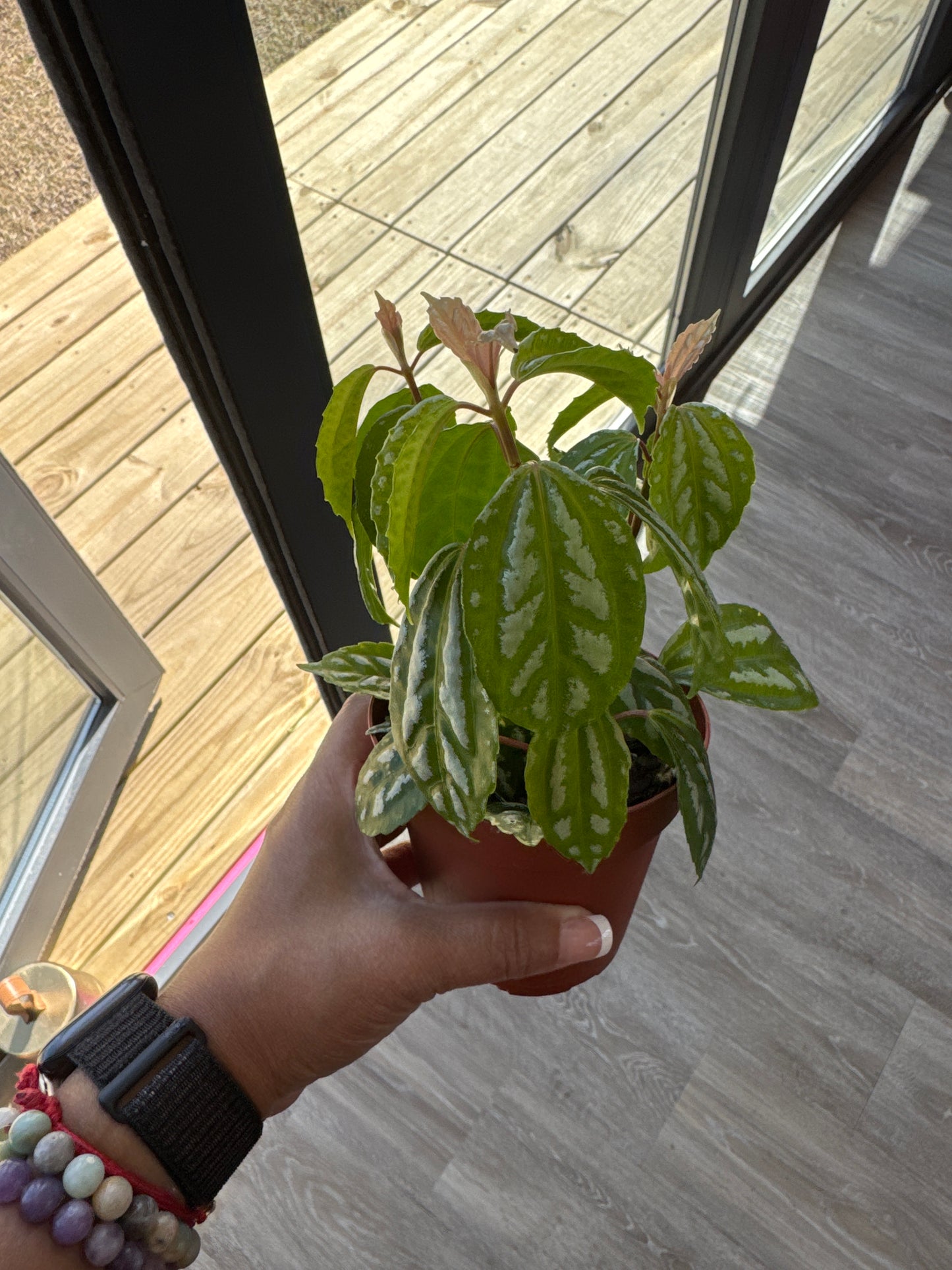 Aluminum Plant (pilea)