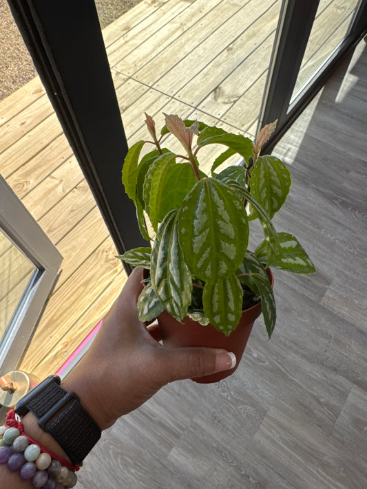Aluminum Plant (pilea)