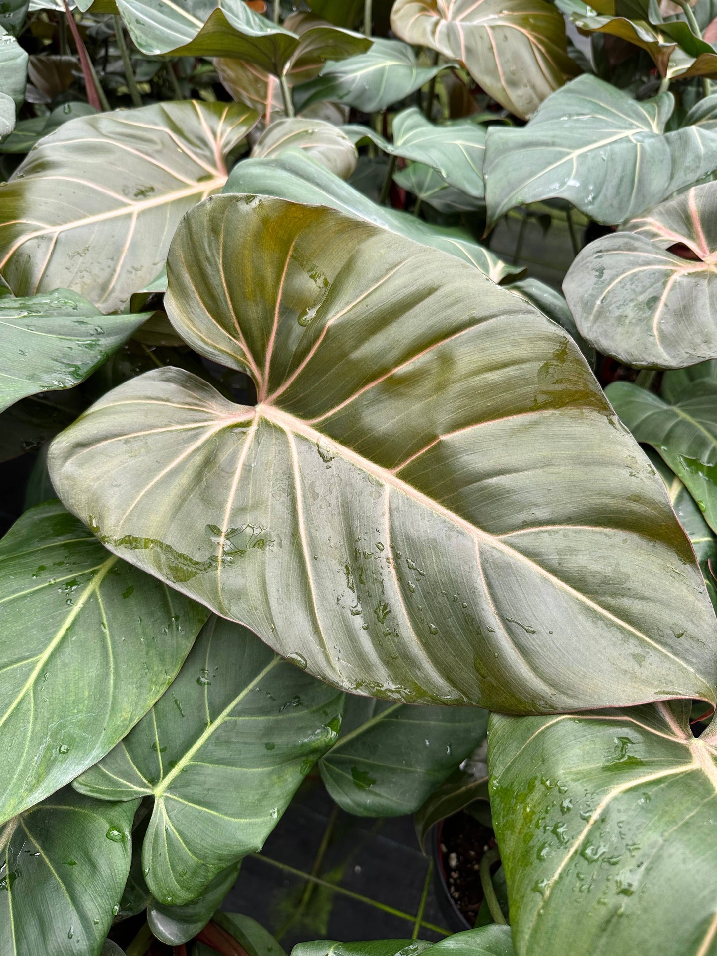 6" - Philodendron Summer Glory