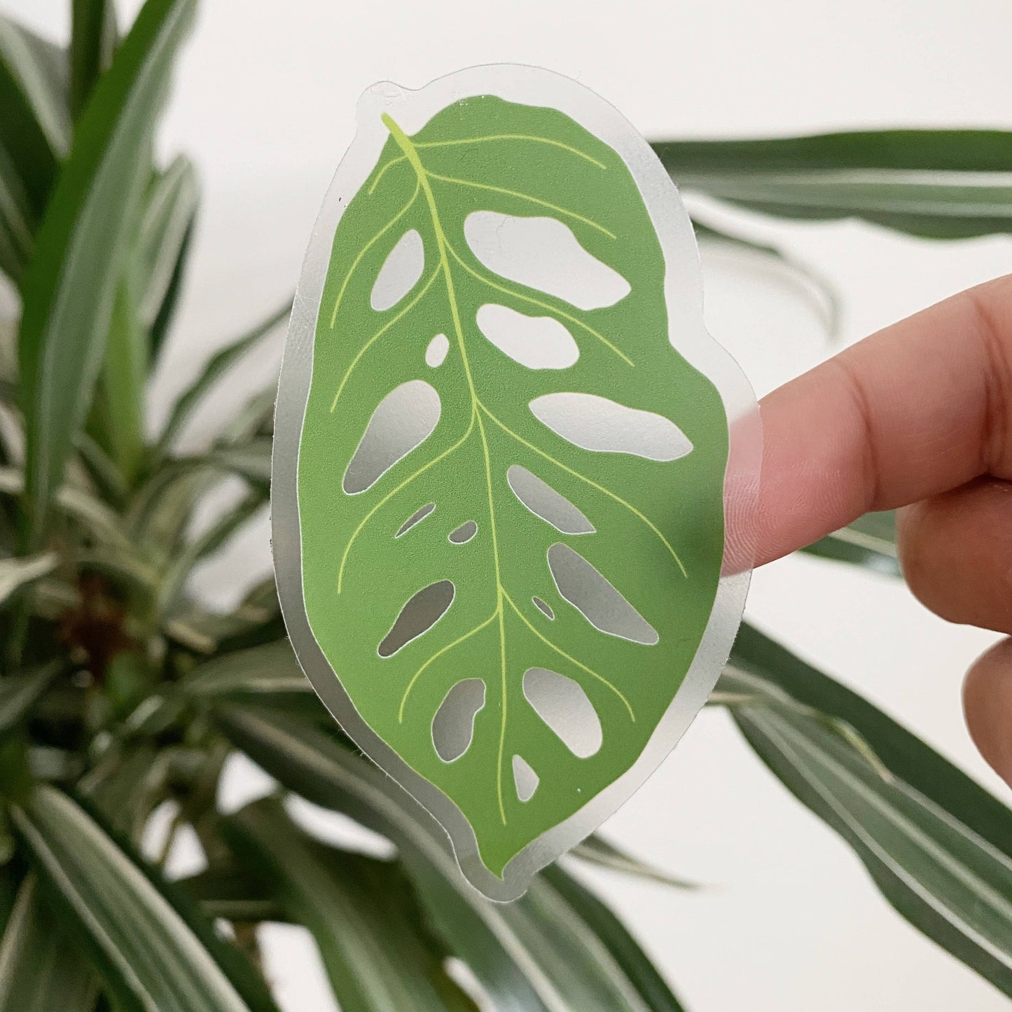 Monstera Adansonii Leaf CLEAR Sticker