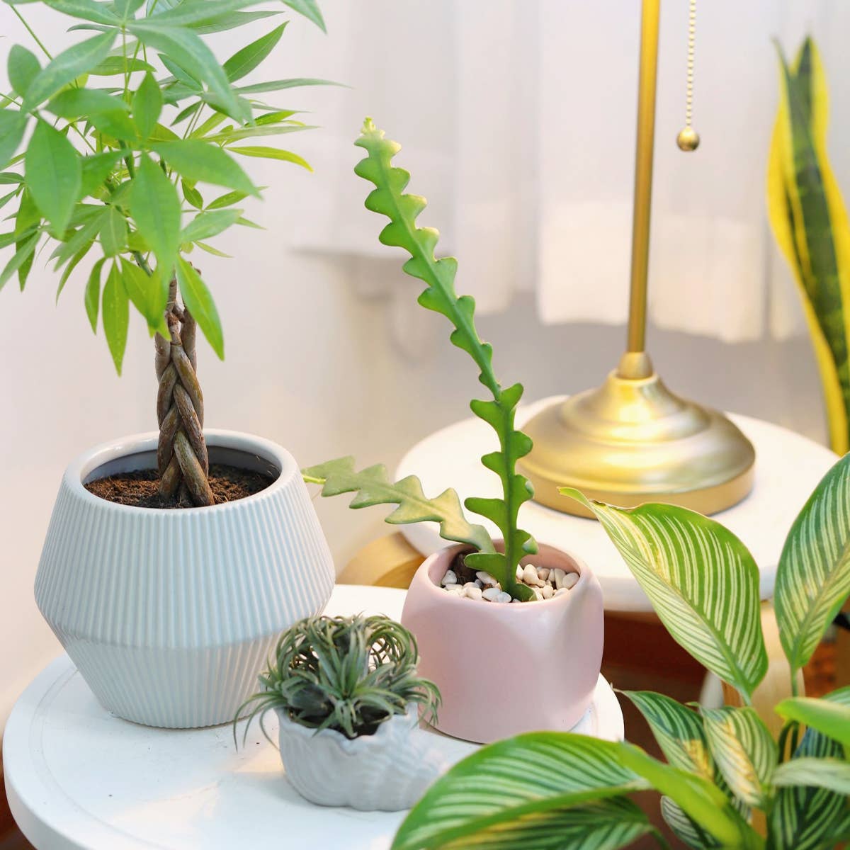 Epiphyllum Fishbone Cactus - Ric Rac Cactus -  2/4/6 inch