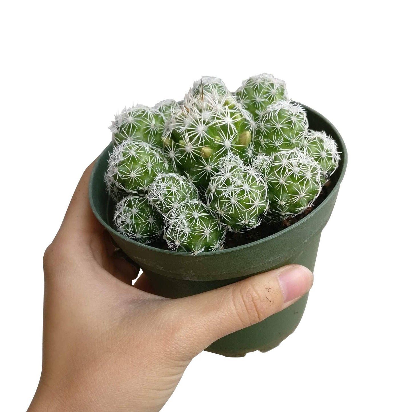 Thimble Mammillaria Cactus - Live Cactus in 2/4" Pot