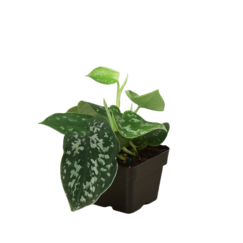 POTHOS SATIN 3-inch