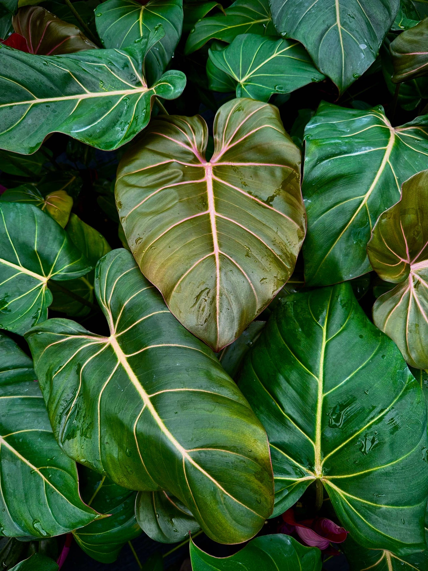 6" - Philodendron Summer Glory
