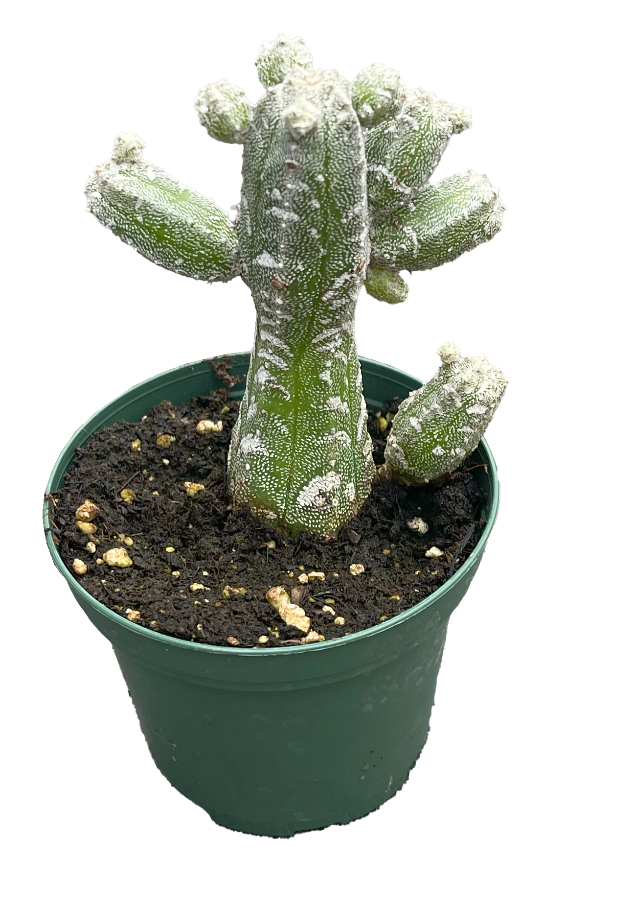 Cactus Peanut Frosted 3 inch Grower Pot