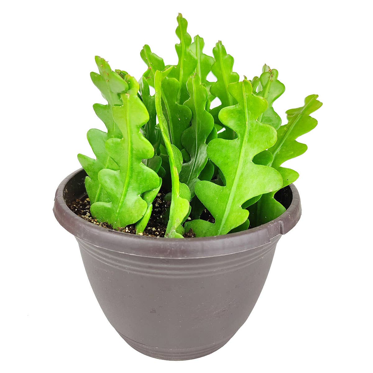 Epiphyllum Fishbone Cactus - Ric Rac Cactus -  2/4/6 inch