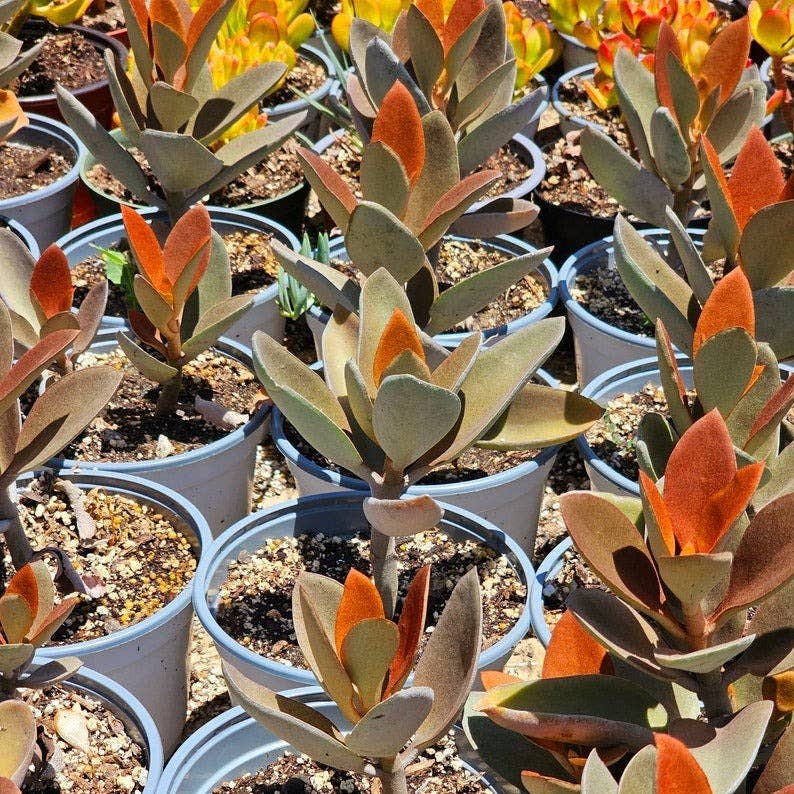 Copper Spoons Kalanchoe 2in/ 4in Unique Succulent Plant