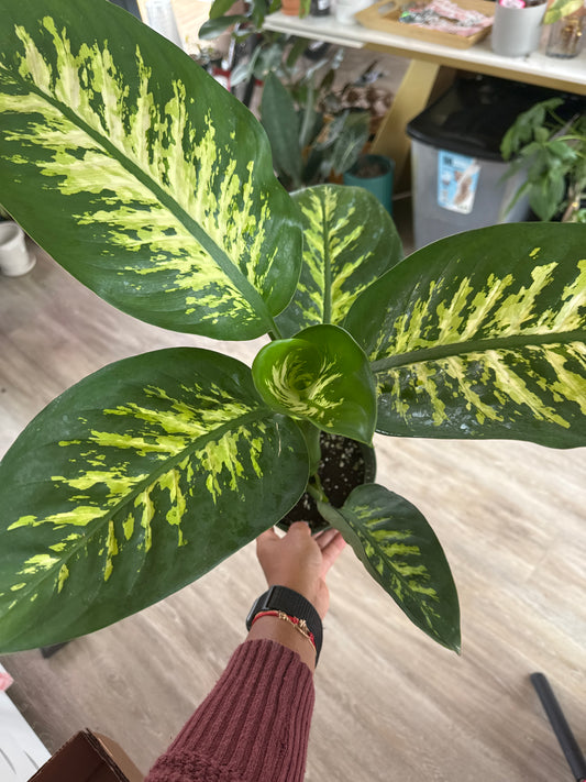 Dieffenbachia amoena
