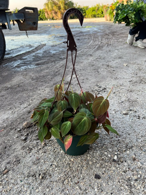 Philodendron Micans