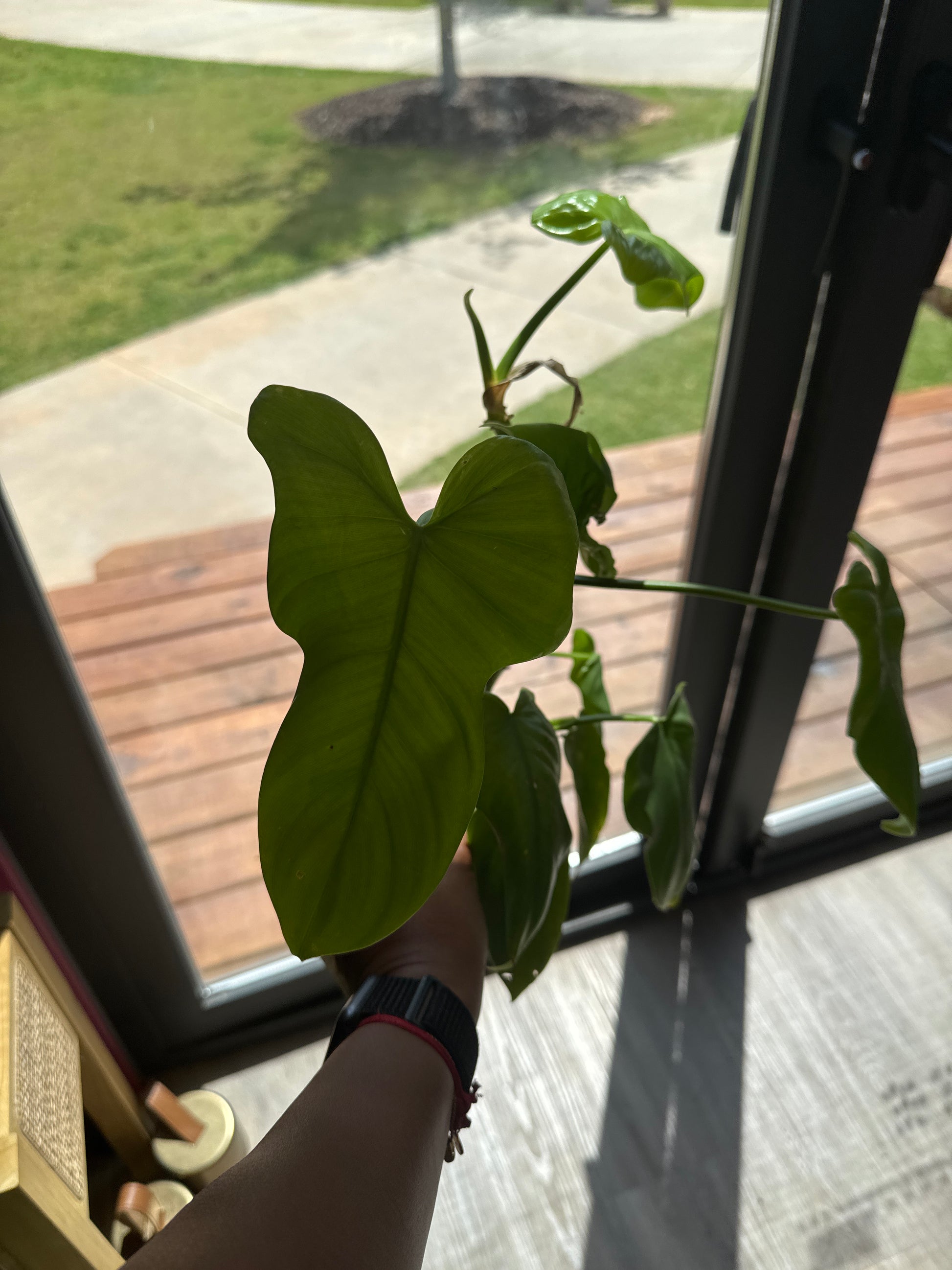 philodendron bipennifolium kaufen Philodendron Bipennifolium Aurea – PinkPothos