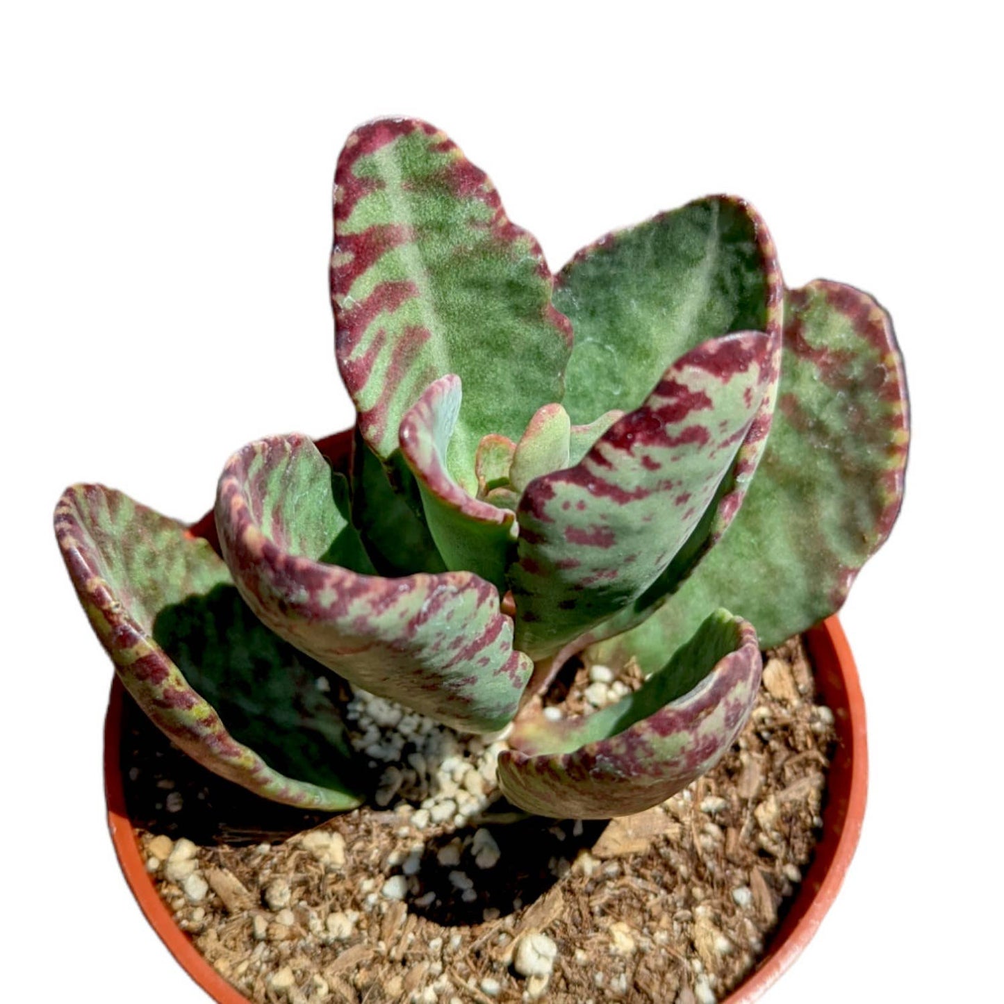 Kalanchoe humilis  Surprise' - 2" Grower Pot