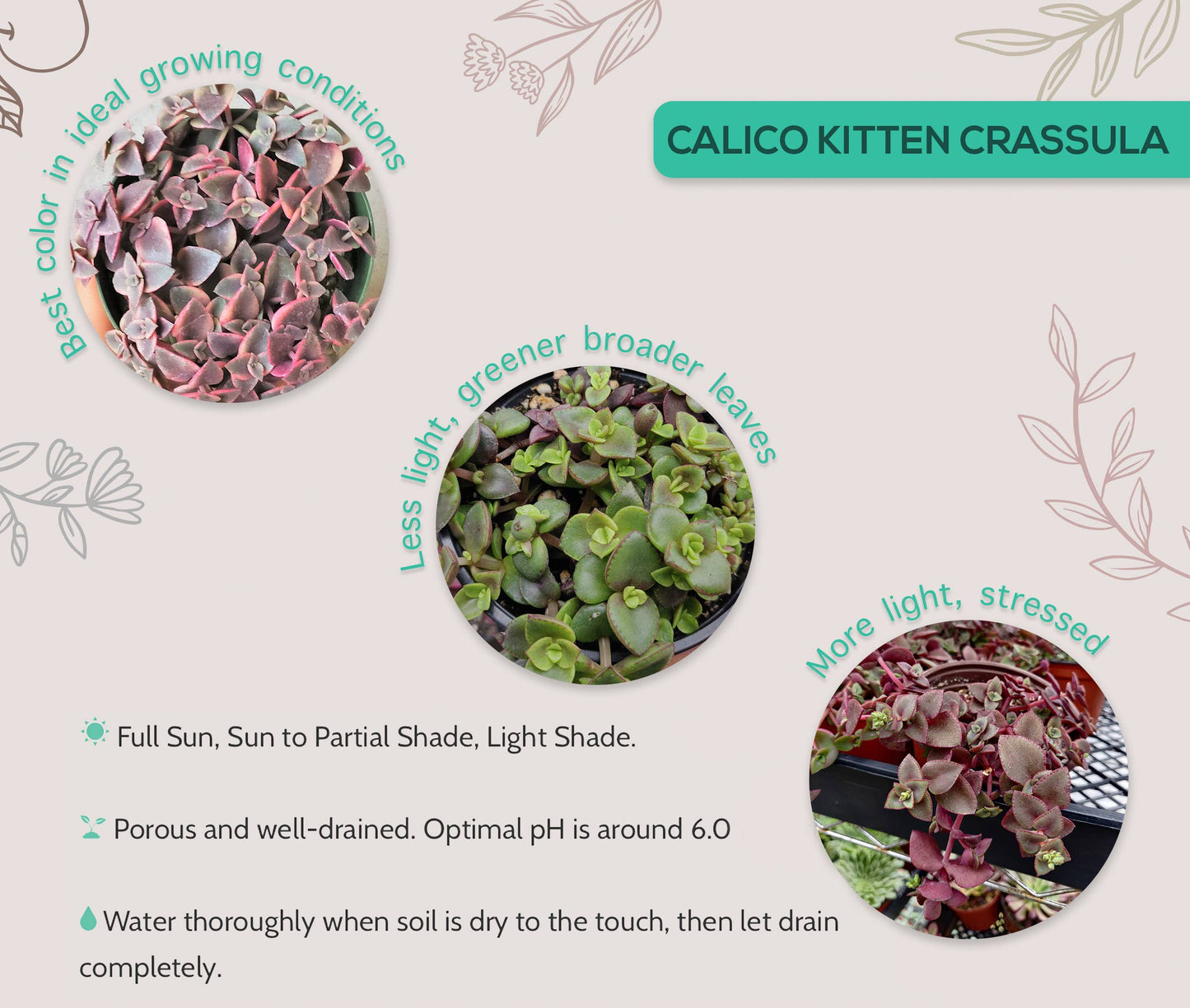 Calico Kitten Crassula pellucida f. variegata 2 in