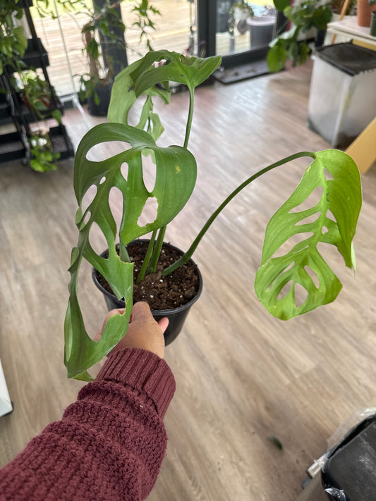 Monstera Esqueletto