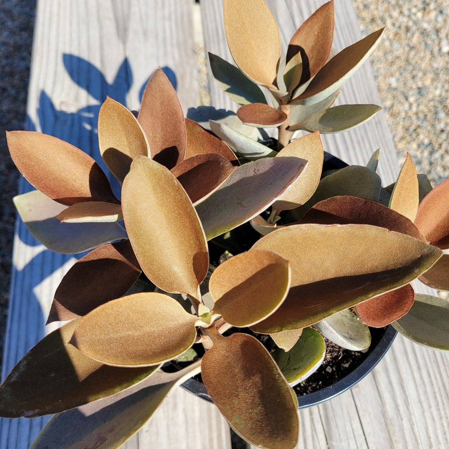 Copper Spoons Kalanchoe 2in/ 4in Unique Succulent Plant