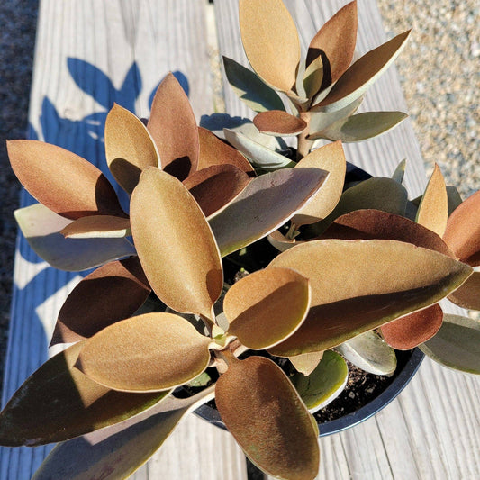 Copper Spoons Kalanchoe 2in/ 4in Unique Succulent Plant