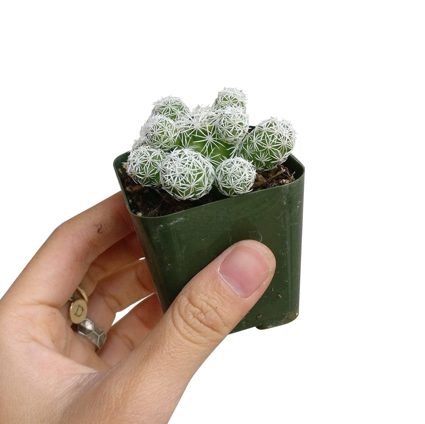 Thimble Mammillaria Cactus - Live Cactus in 2/4" Pot