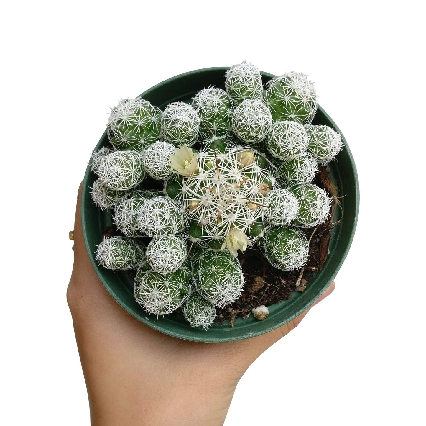 Thimble Mammillaria Cactus - Live Cactus in 2/4" Pot