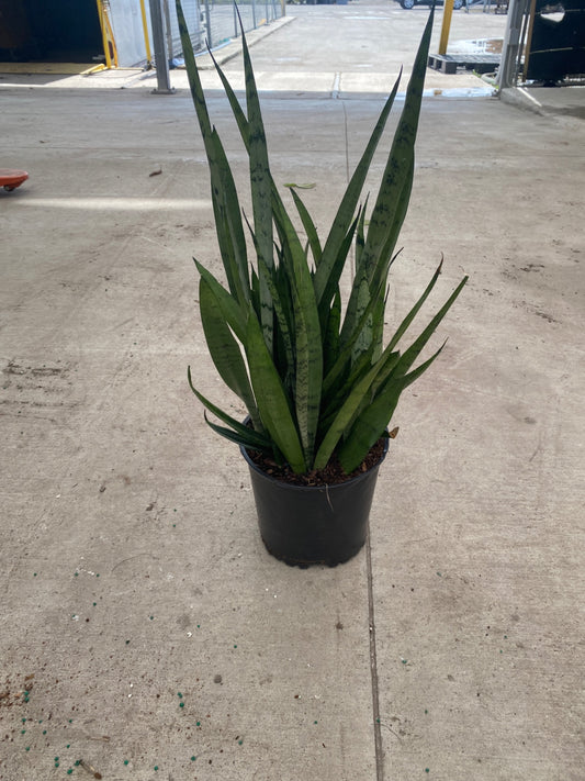 Sansevieria - Silver Streak