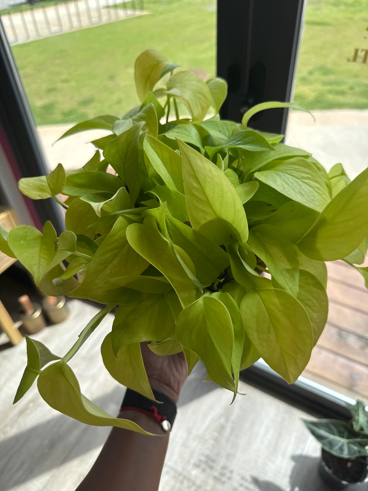 Pothos - Neon
