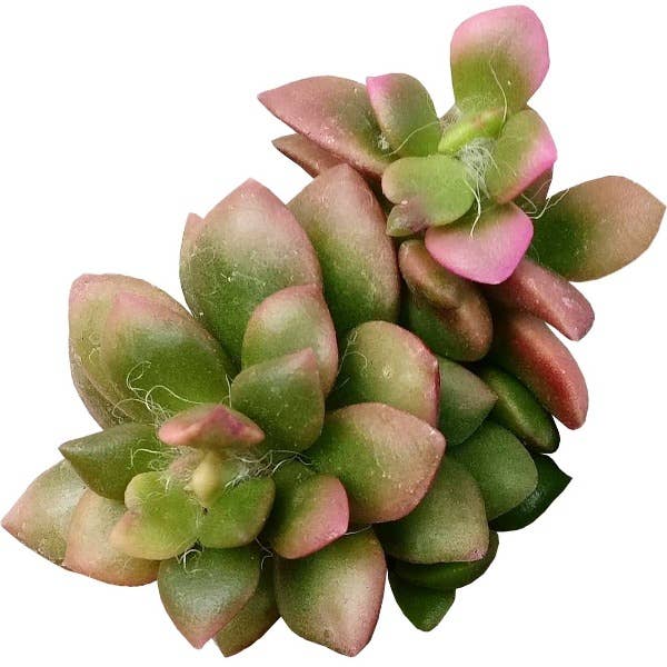 Anacampseros telephiastrum f. variegatum 'Sunrise' 2/4 in