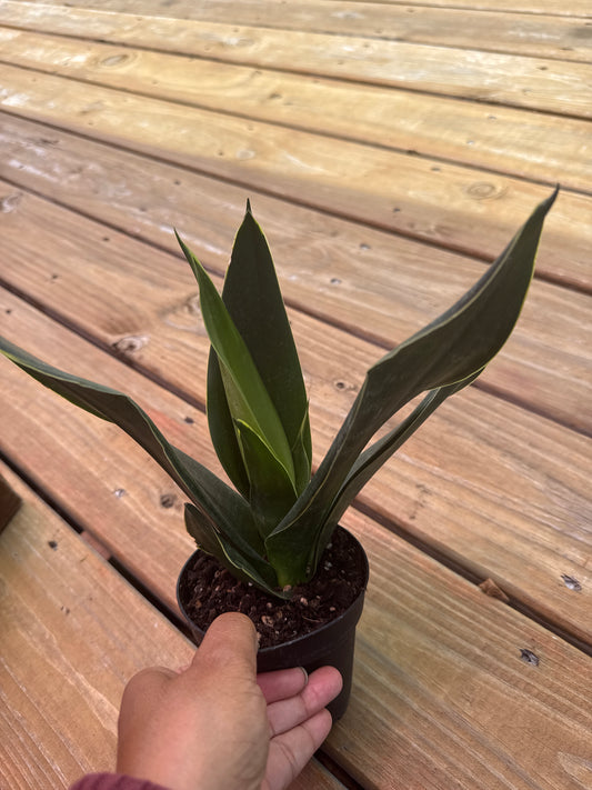 Sansevieria - black diamond