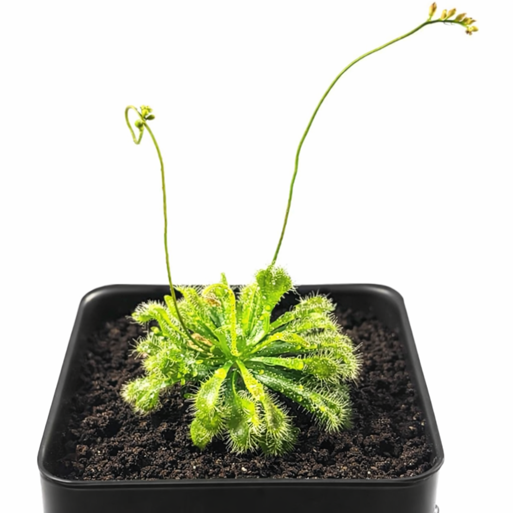Large Size Spoon-leaved Sundew Plant. 2” Diameter, Drosera Spatulata, Carnivorous Plant